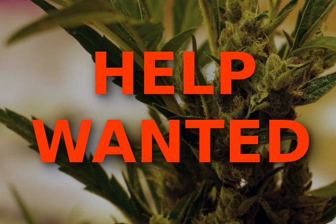 Help Wanted: Cannabis Job Market Growing