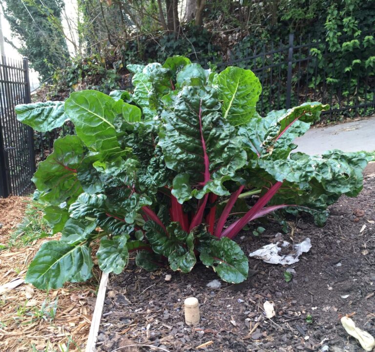 Headquest Recommendation: Grow Chard