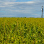 Expansive hemp field reflecting the rise and challenges of the hemp industry.