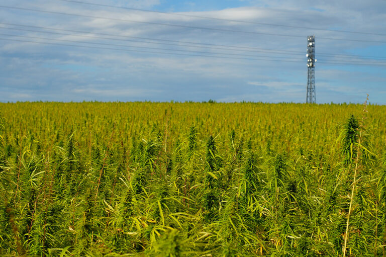 What Happened to Hemp? The Miracle Crop That Wasn’t—Yet