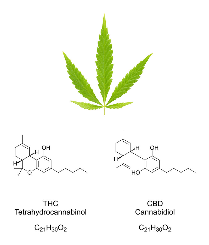 THC vs. CBD: Decoding the real cannabis experience.