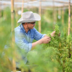 Young hemp farmer taking care of plants