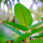 Things are changing for kratom