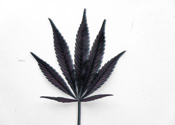 Cannabis Prohibition History - Vintage Blurred Cannabis Leaf