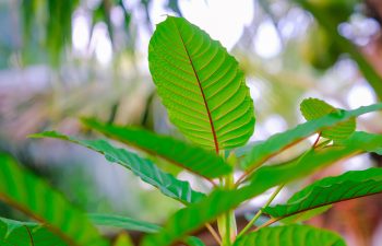 Things are changing for kratom