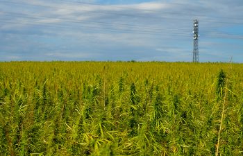 Expansive hemp field reflecting the rise and challenges of the hemp industry.