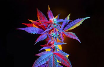 Cannabis with multicolored vibrant leaves. Marijuana colorful plant on black background. Exotic tropical purple marijuana with vibrant leaves. Beautiful flowering cannabis plant in mixed color light