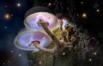 fungus-among-us-3