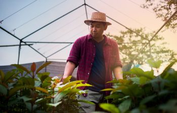 A Thai farmer wearing a red shirt and hat is exploring a garden, kratom leaves, plants open to liberal trade within the country.
