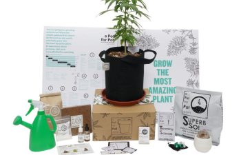 A pot for a pot small grow kit