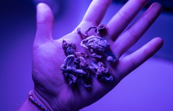 Biohacking and brain development with magic mushrooms close-up